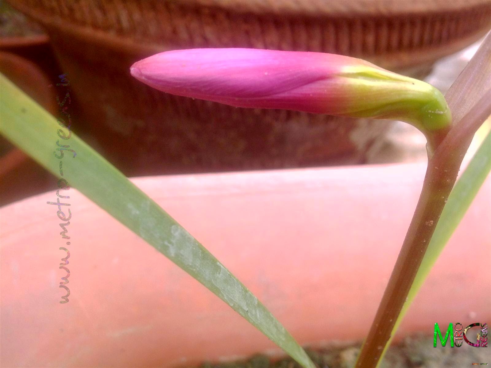 Metro Greens: A pink rain lily bud