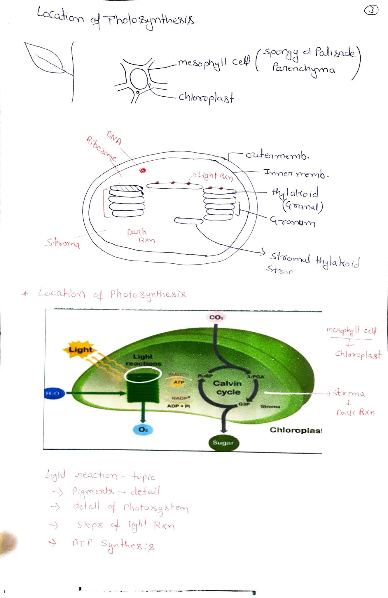 Photosynthesis In Higher Plants Class 11 Notes Studypur photosynthesis-in-higher-plants-class-11-notes-studypur