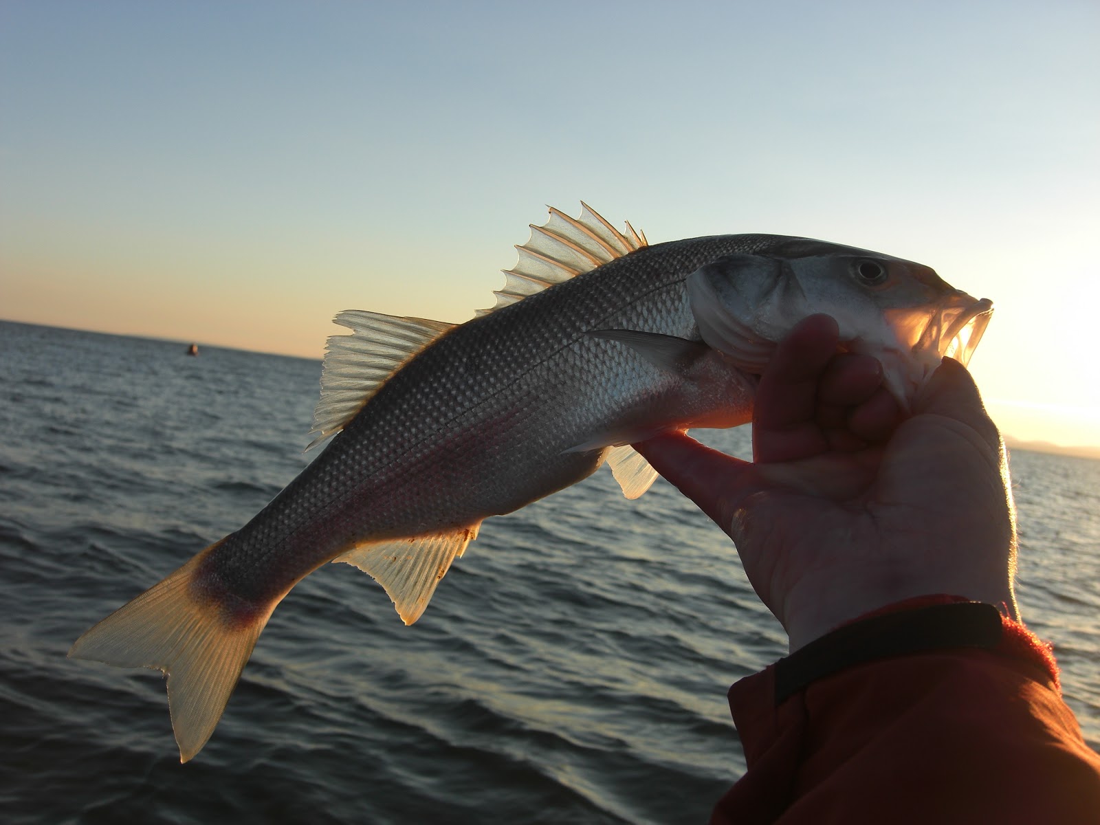 Lure and Light Game May 2013