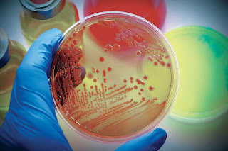 Microbial Status and Identification with Antibiotic Susceptibility Patterns of Enteric Pathogen Escherichia Coli and Vibrio Cholerae Isolated from Different Street Foods Sold in Dhaka City, Bangladesh