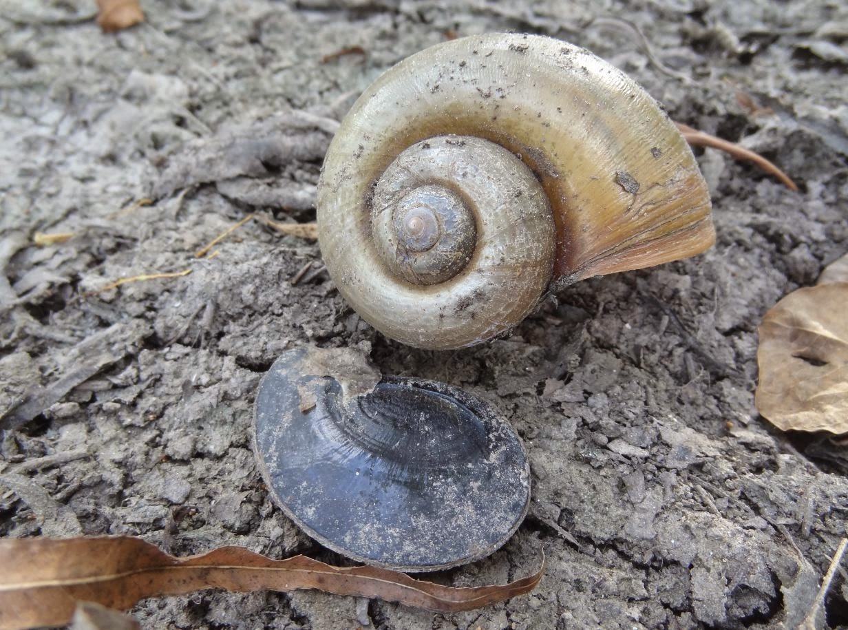 HTownWest Photo Blog All pink Spring is also the apple snail mating