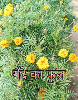 Marigold Flower Facts In Hindi-गेंदे फूल के बारे में