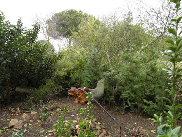 MIMOSA ARRANCADA POR EL VIENTO