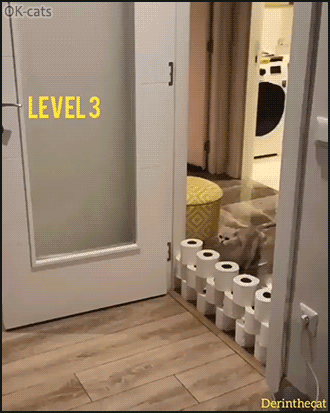 Funny Cat GIF • COVID-19 Quarantine • Funny toilet paper Challenge • Level 6 (young cat + captions) Funny Cat GIF • COVID-19 Quarantine • Funny toilet paper Challenge • Level 6 (young cat + captions)