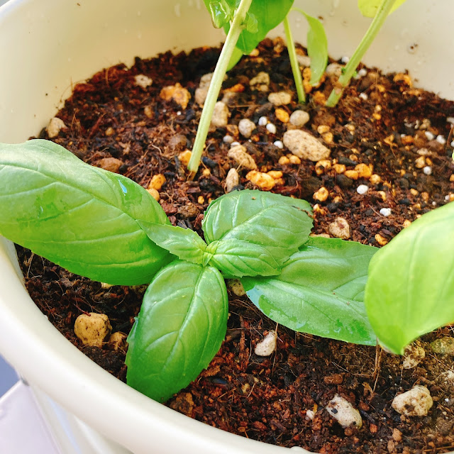 摘芯したバジルを植え直す