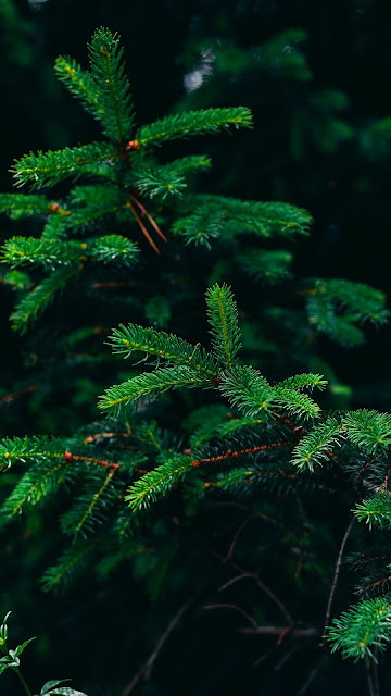 Spruce wallpaper, branches green free HD