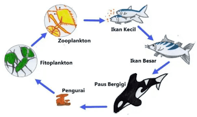 gambar rantai makanan ikan paus www.simplenews.me