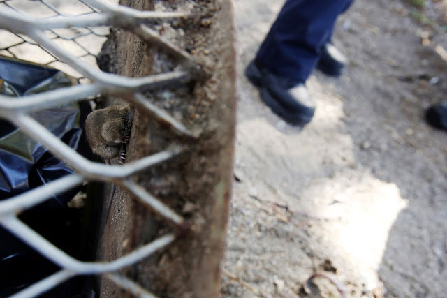 Kasihan! Tikus ini Viral Gara-gara Terjebak di Lubang Tong Sampah Kasihan! Tikus ini Viral Gara-gara Terjebak di Lubang Tong Sampah