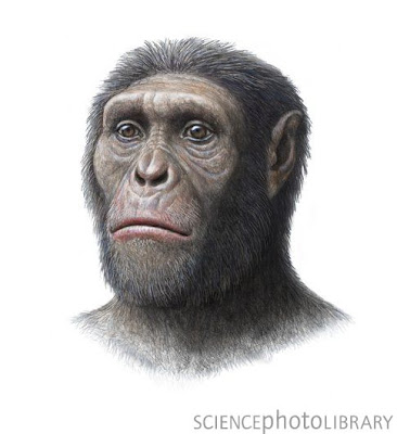 hominidos de africa Australopithecus sediba