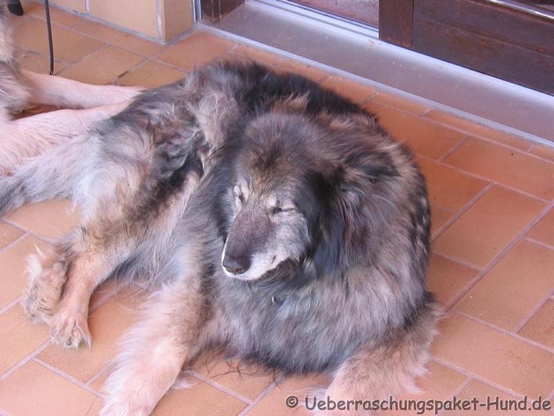 Überraschungspaket Hund ein Hundeblog der zeigt, wie unterschiedlich