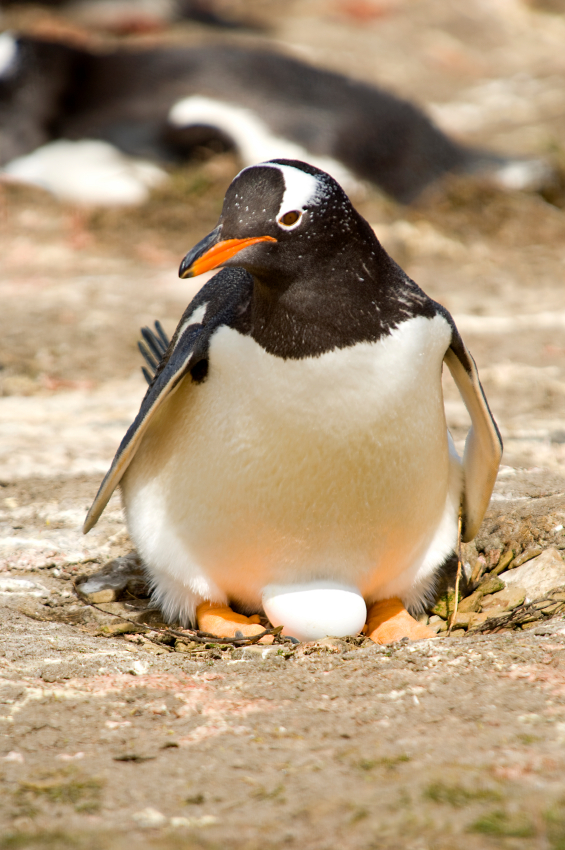 World of Yaseen Animals that lay eggs