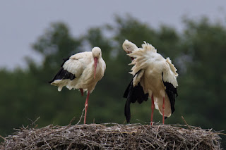 Naturfotografie Wildlifefotografie Lippeaue Weißstorch Störche