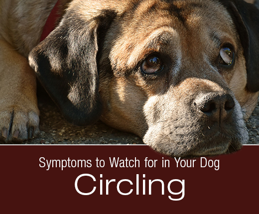Symptoms to Watch for in Your Dog: Walking in Circles/Circling