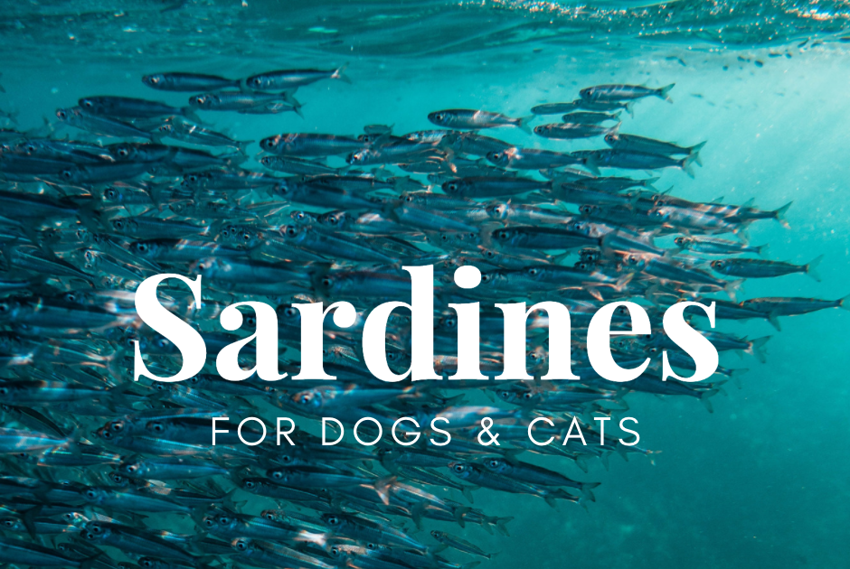 Sardines for Dogs, Puppies, Cats and Kittens, An Important Supplemental