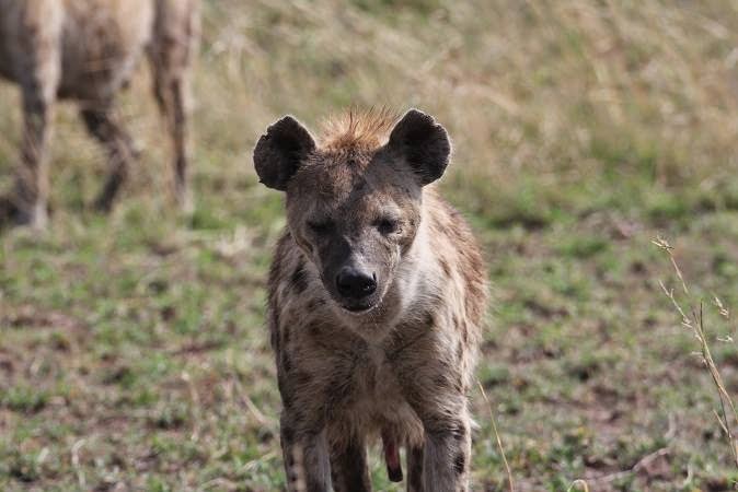 PHOTOS OF HYENAS MATING IN SERENGETI NATIONAL PARK ~ Ukarimu Blog - The