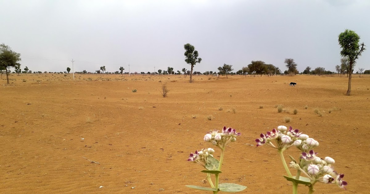 COTTON CITY LIVE इन दिनों