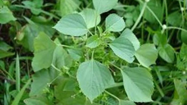 Daun ini Dijamin Obati Diabetes, Hingga Kalahkan Obat Dokter, Inilah Bentuknya! Daun ini Dijamin Obati Diabetes, Hingga Kalahkan Obat Dokter, Inilah Bentuknya!