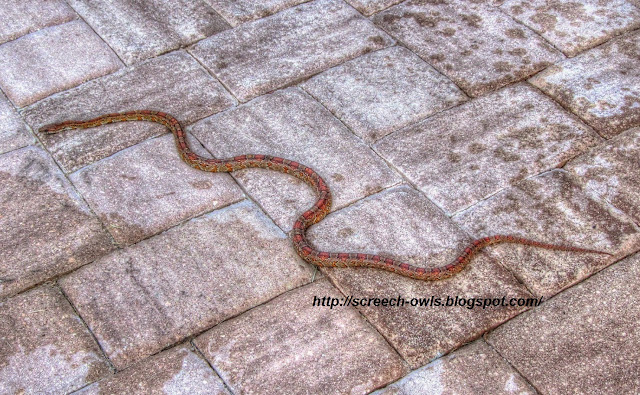 Florida Red Rat Snake or Corn Snake