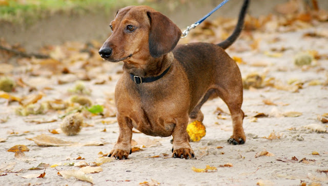 Anjing Dachshund unik karena tubuh panjang hingga ke belakang