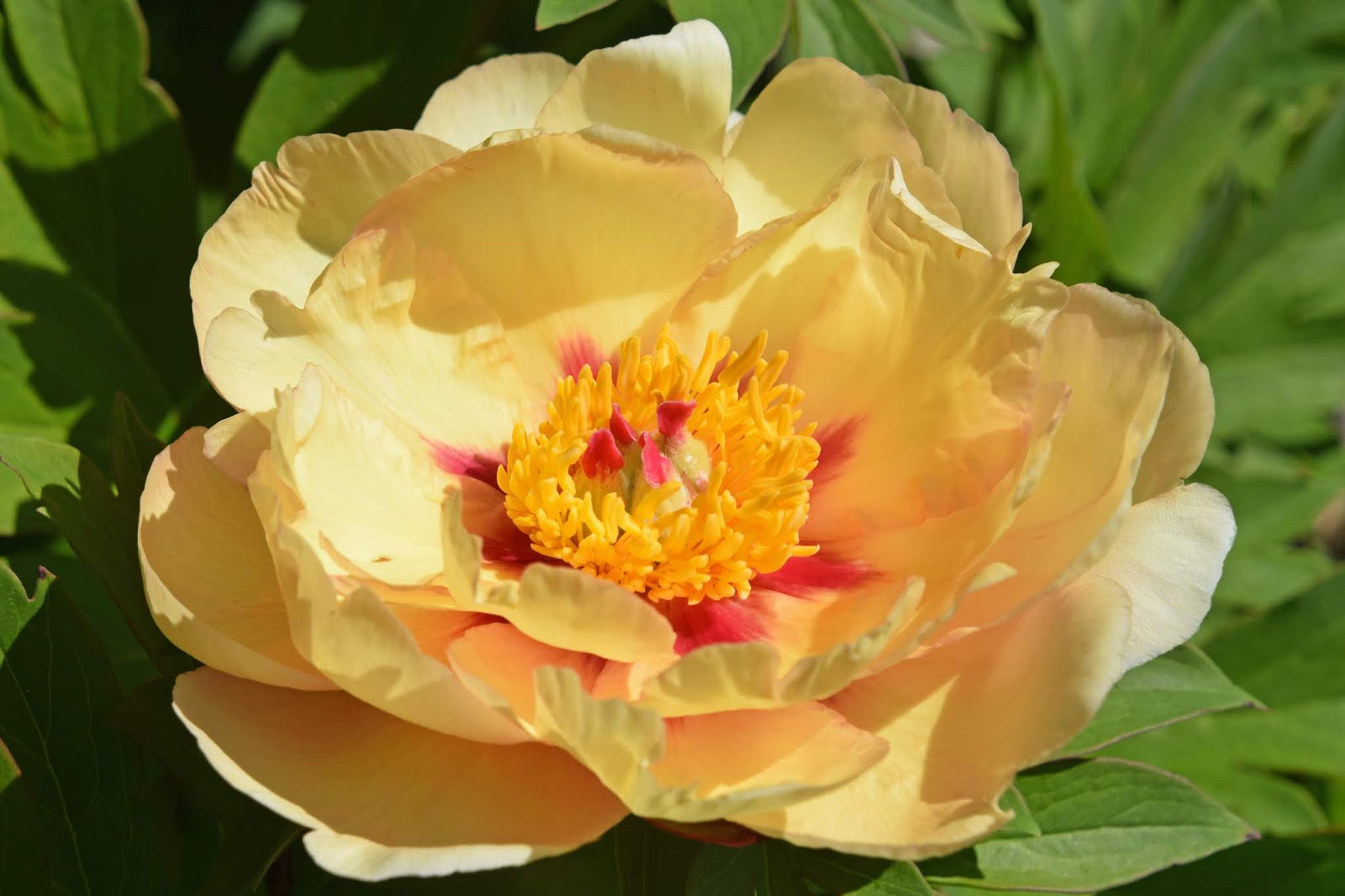 Southern Peony 2020 Intersectional Peony Blooms Week 4 Mid