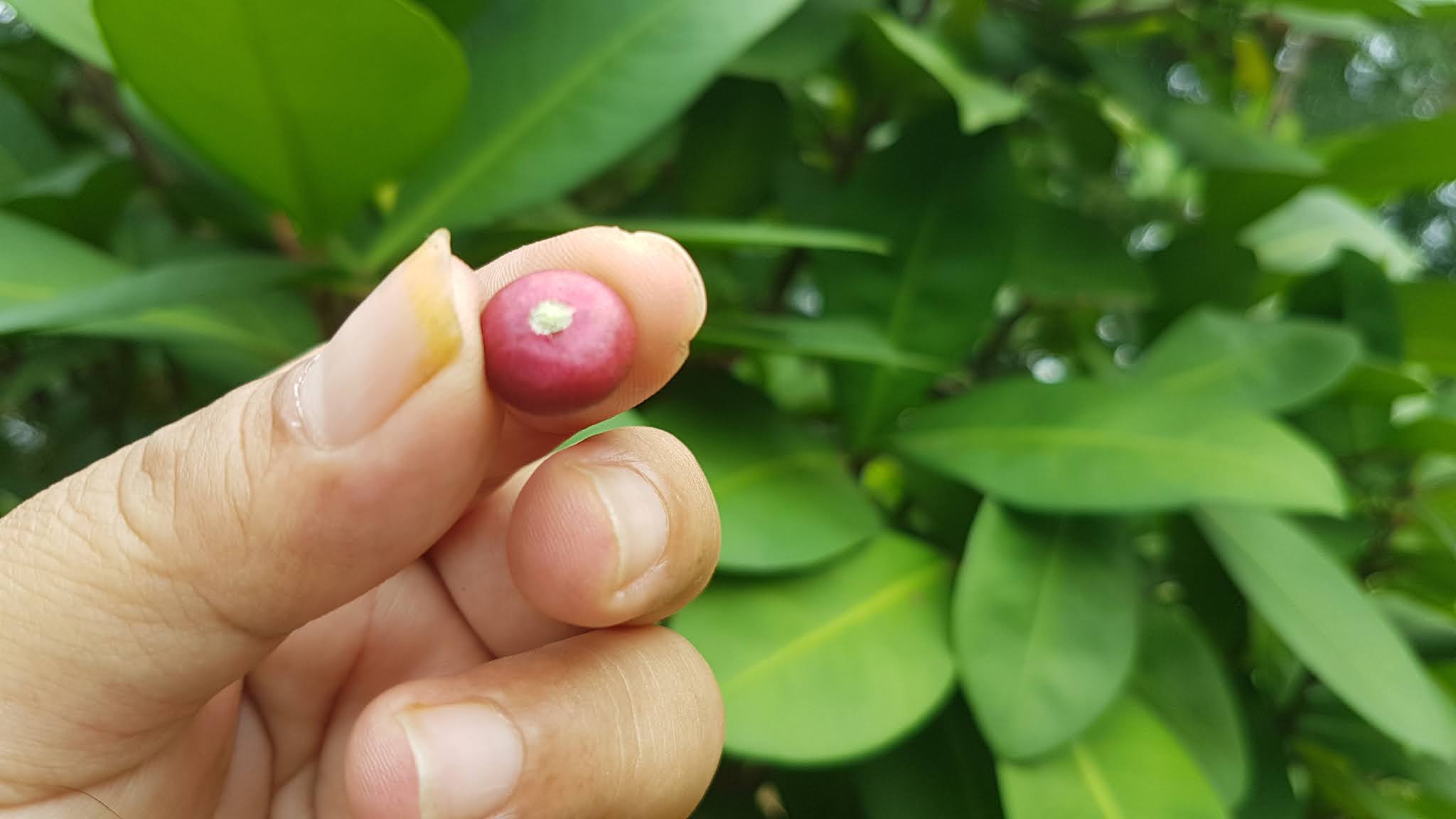 Ardisia vahl humilis forester berkhasiat indah sakit jantung berbunga ungu Lampeni : Ardisia Humilis Vahl Lampeni Tanaman Berbunga Ungu Indah