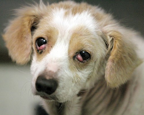Vetshop.VN - Quy trình | Kỹ thuật | Sách chăn nuôi thú y: Phương Pháp Điều  Trị Bệnh Mộng Mắt Trên Chó
