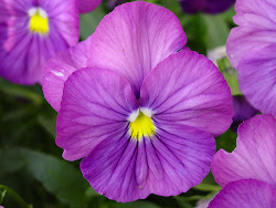 flower violet state illinois flowers plant galery violets february purple american amazing