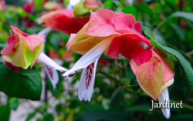 Conheça o Camarão vermelho, planta atrativa para beija-flores - Jardinet