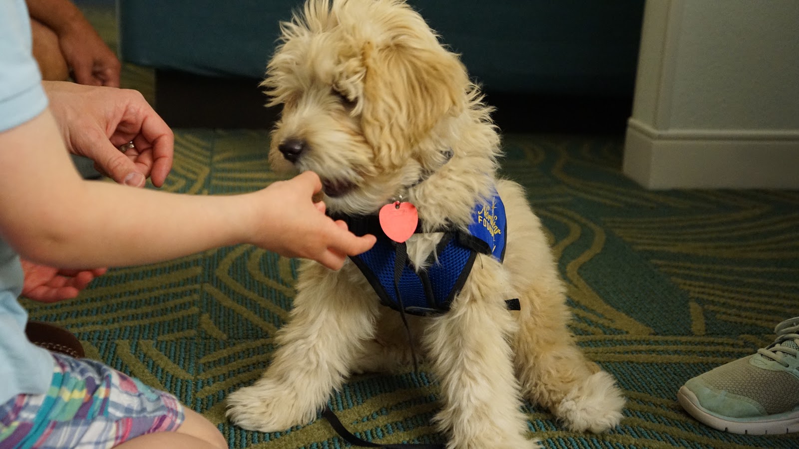 Service Dog in Training an update Stained with Style