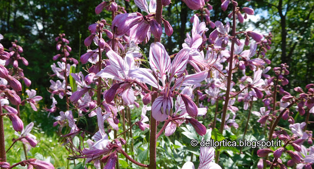 dittamo dictamus albus erbe officinali aromatiche petali per tisane confetture della fattoria didattica dell ortica a Savigno Valsamoggia Bologna in Appennino vicino Zocca