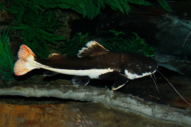   Cá đuôi đỏ Platypus