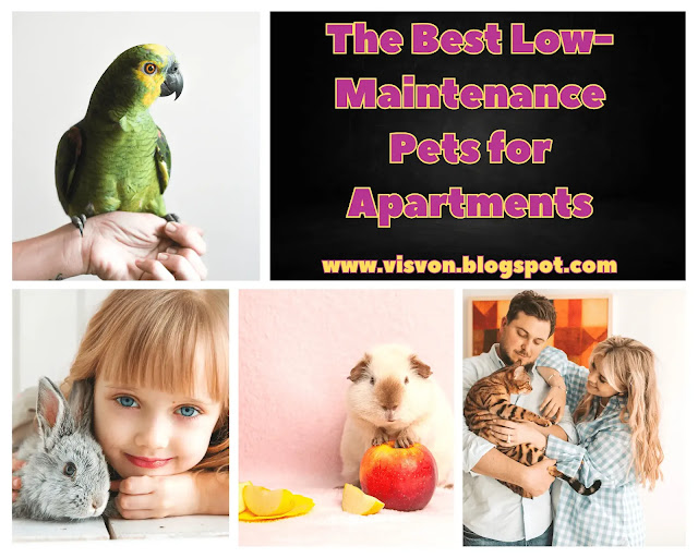 The Best LowMaintenance Pets for Apartments