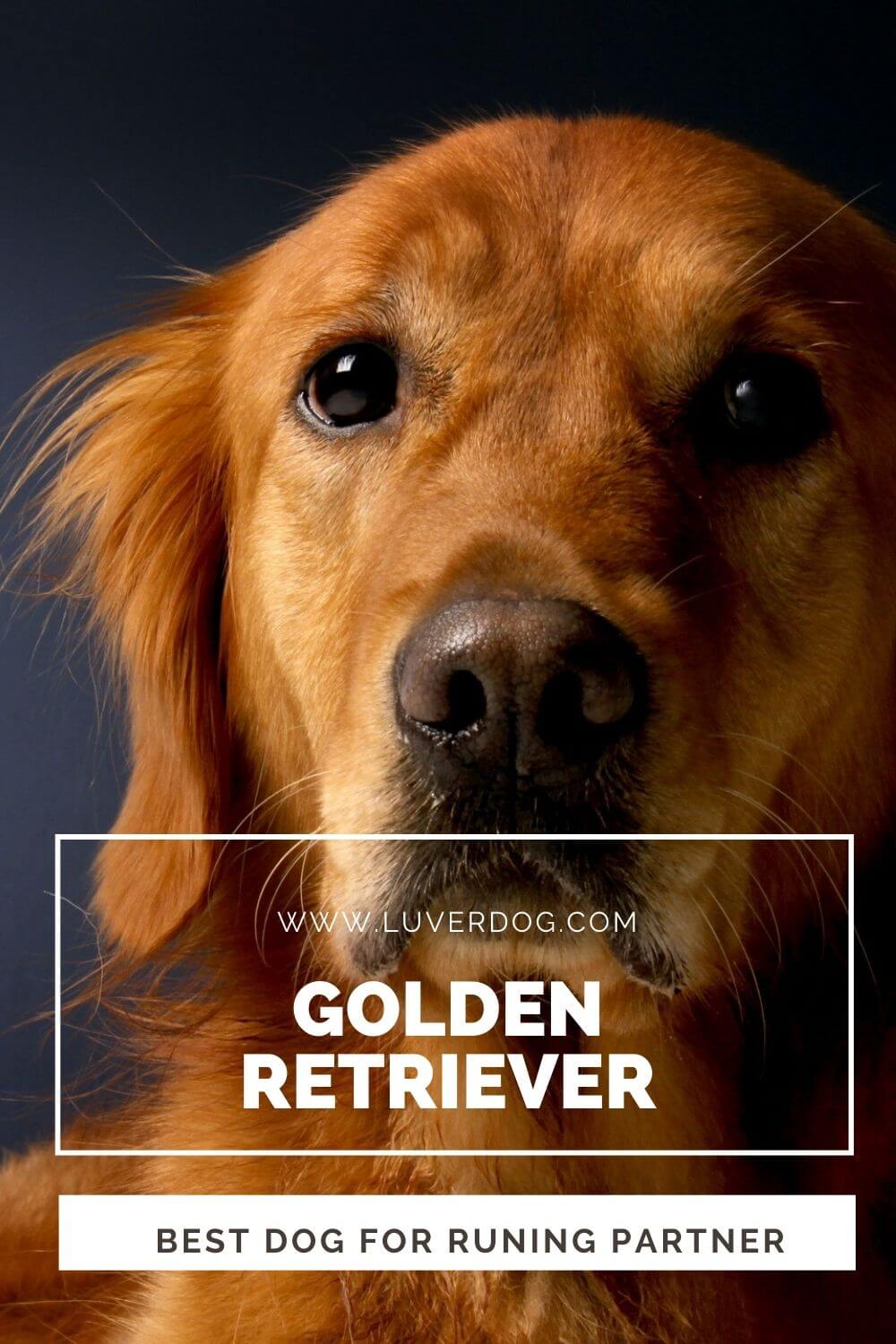 Top 10 Best Dogs For Running Partner