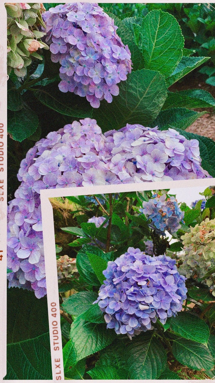 Hydrangea Bush Life Cycle