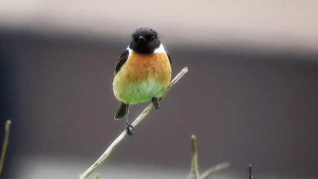 Stonechat spotted on a Carlingford walk in Ireland