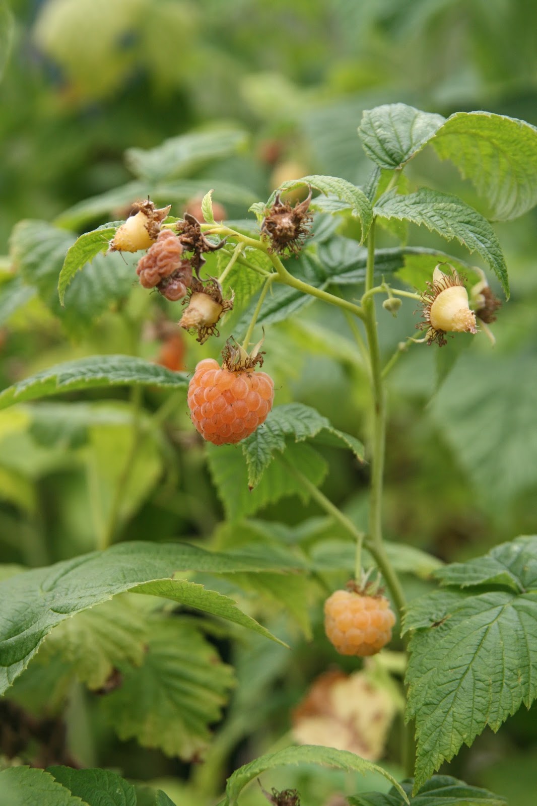 Finding the extraordinary in the ordinary Snoqualmie Ice Cream Farm in