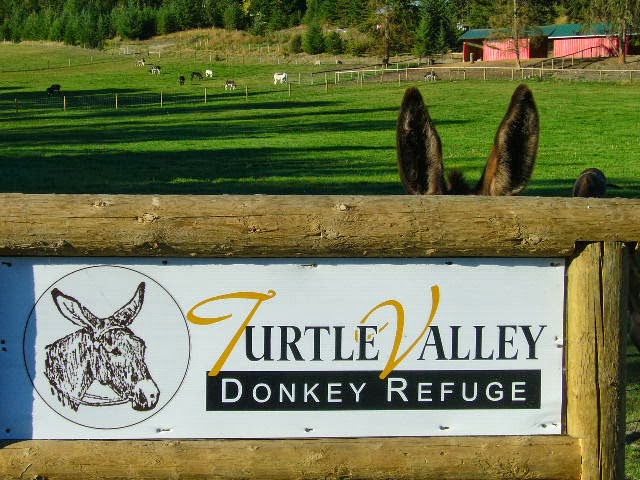 Turtle Valley Donkey Refuge