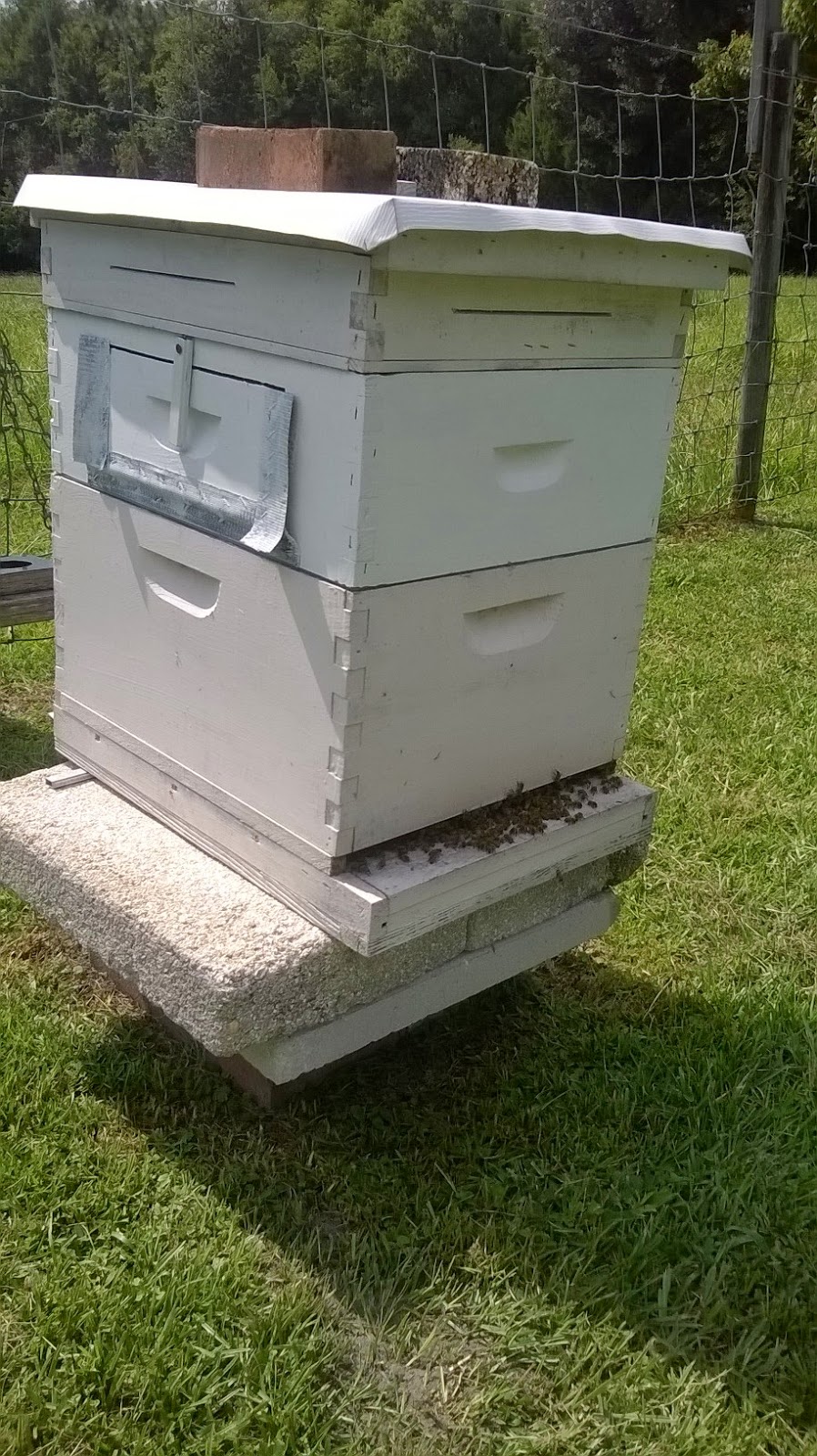 Lettuce Grow It Weston Family Farm Harvesting Honey