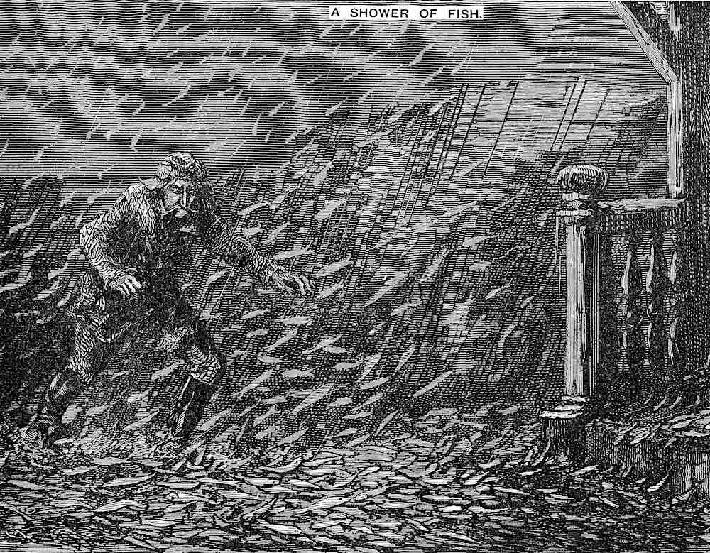 1876 waterspouts and fish an 1876 illustration, waterspouts suck up schools of fish and rain them down