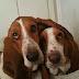 12 Problems Only Basset Hound Owners Will Understand