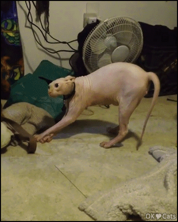 Funny Cat GIF • Smeagol the Sphynx cat startled by his owner wearing a bear mask Funny Cat GIF • Smeagol the Sphynx cat startled by his owner wearing a bear mask