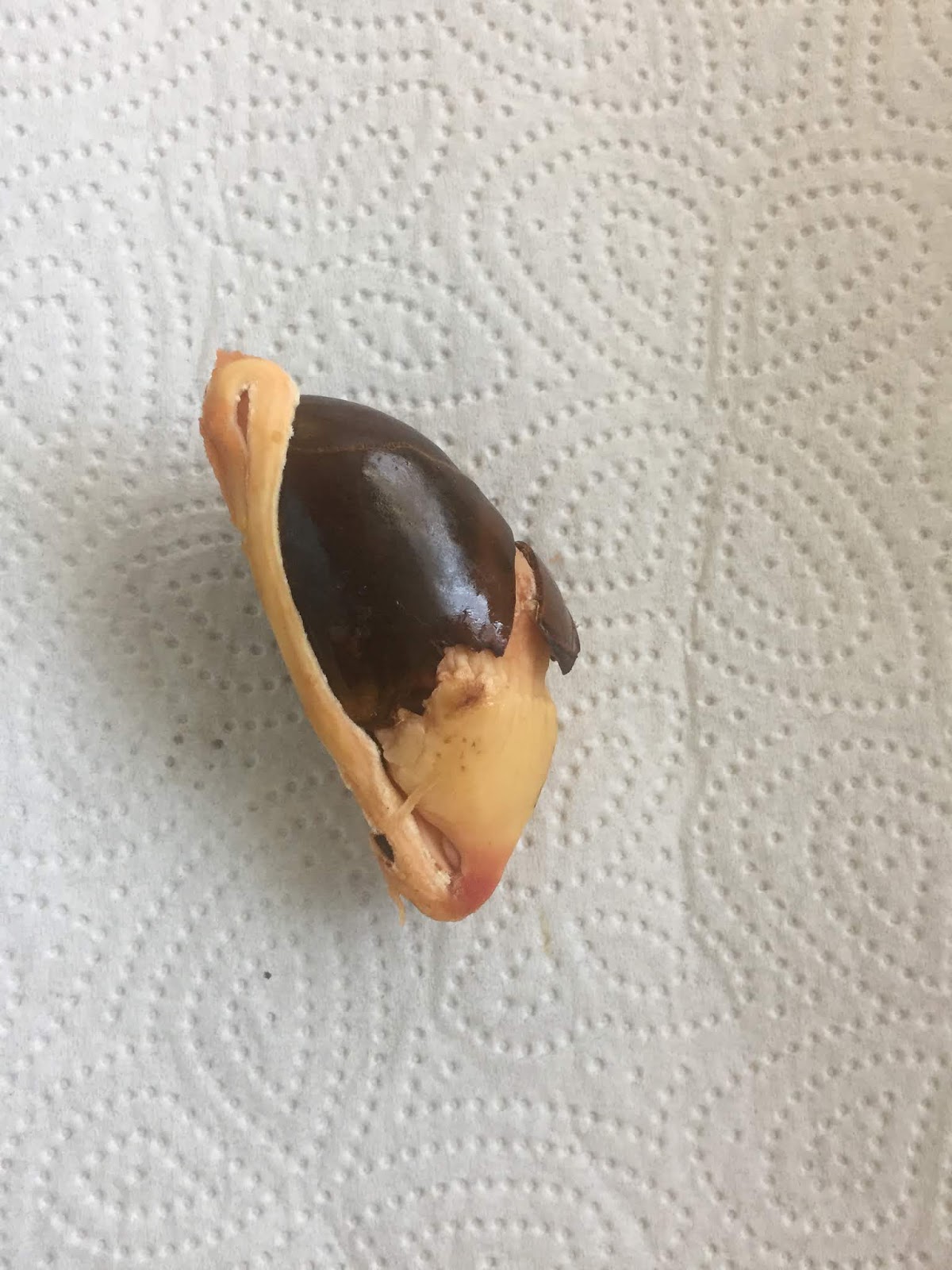 Exotische Pflanzen Und Fruchte Mamey Pouteria Sapote