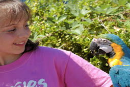 حديقة بريطانية تطرد 5 ببغاوات لانها تشتم الزوار