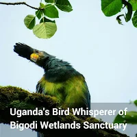 Uganda's Bird Whisperer of Bigodi Wetlands Sanctuary