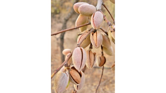 The world’s most macadamia nuts come from South Africa.