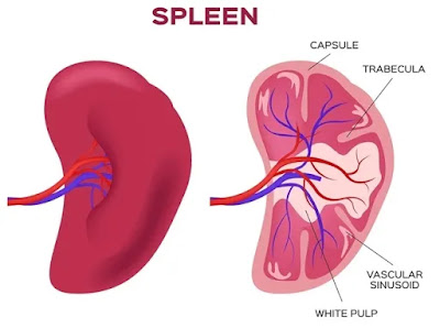￼ Spleen