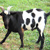 Why Friendly Goats Turn Into Mean Goats?