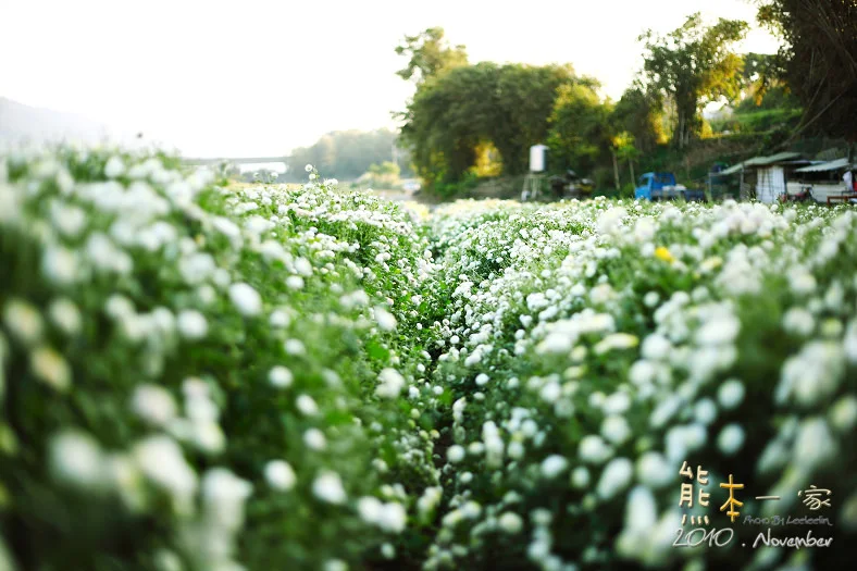 苗栗銅鑼杭菊季