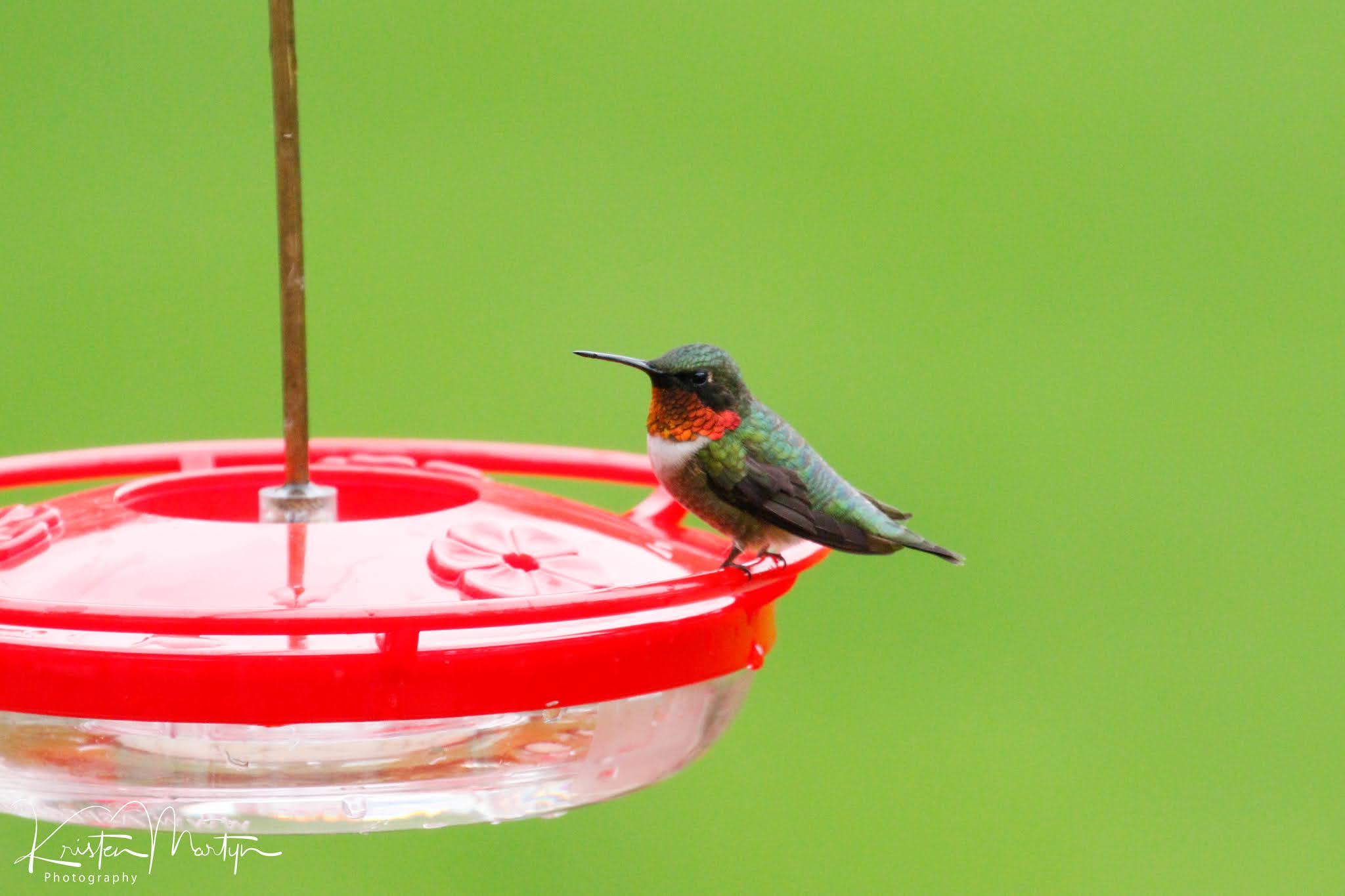 The Dos & Don'ts of Hummingbird Feeding Nature Notes Blog
