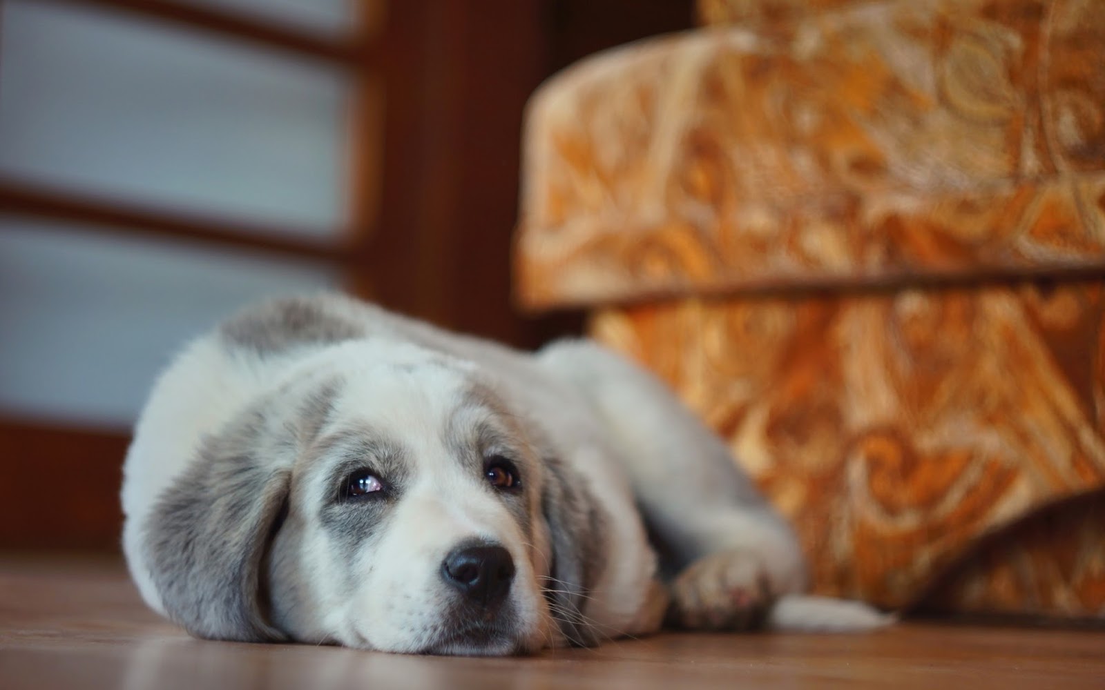 4K Sevimli köpek duvar kağıdı